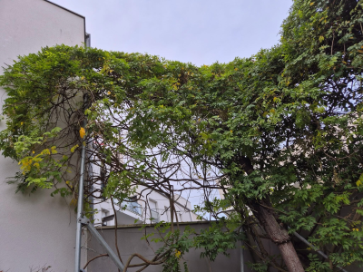 Sur cette intervention, il s’agissait d’une haie totalement envahie par la végétation, avec un fort développement de lianes, de repousses anarchiques et un volume important sur la partie supérieure. La haie était devenue dense, lourde et déséquilibrée, laissant apparaître de nombreux bois morts et un enchevêtrement de branches.
L’objectif du chantier était :
• D’éclaircir et structurer l’ensemble,
• De retirer les lianes et végétations parasites,
• De redonner une forme propre, saine et maîtrisée,
• Et de permettre à la haie de repartir sur des bases saines pour les prochaines saisons.
Le travail consiste ici en une taille corrective importante, mêlant dégagement, suppression des bois morts, ouverture de la végétation et reprise de volume. Cette étape est essentielle pour rééquilibrer la haie, améliorer sa densité naturelle et retrouver une harmonie visuelle tout en respectant les essences en place Réduction de volume et suppression des végétations parasites sur une haie encombrée à Tours