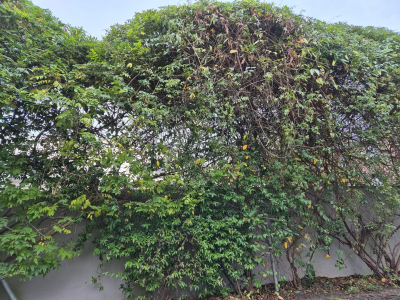 Sur cette intervention, il s’agissait d’une haie totalement envahie par la végétation, avec un fort développement de lianes, de repousses anarchiques et un volume important sur la partie supérieure. La haie était devenue dense, lourde et déséquilibrée, laissant apparaître de nombreux bois morts et un enchevêtrement de branches.
L’objectif du chantier était :
• D’éclaircir et structurer l’ensemble,
• De retirer les lianes et végétations parasites,
• De redonner une forme propre, saine et maîtrisée,
• Et de permettre à la haie de repartir sur des bases saines pour les prochaines saisons.
Le travail consiste ici en une taille corrective importante, mêlant dégagement, suppression des bois morts, ouverture de la végétation et reprise de volume. Cette étape est essentielle pour rééquilibrer la haie, améliorer sa densité naturelle et retrouver une harmonie visuelle tout en respectant les essences en place Taille corrective d’une haie envahie avec retrait des lianes et réduction du volume à Tours