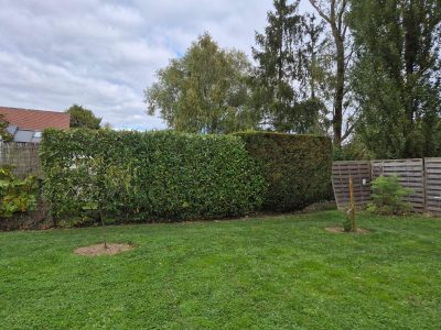 Sur cette intervention, nous avons procédé à une taille complète de la haie visible sur toute la longueur du jardin.
Le travail a consisté à :
• Taille de formation et d’entretien sur l’ensemble de la haie, avec une remise aux lignes propres et régulières (dessus + côtés).
• Réduction légère pour homogénéiser l’épaisseur et redonner une belle densité à la végétation.
• Nettoyage des zones basses, avec enlèvement des branches mortes, feuilles séchées et repousses irrégulières.
• Finition propre pour assurer un rendu net et uniforme sur toute la longueur.
• Ramassage et évacuation des déchets verts, afin de laisser le terrain parfaitement propre après notre passage. Taille complète des haies dans un jardin à Saint-Cyr-sur-Loire, dessus et côtés repris pour un rendu net et uniforme.