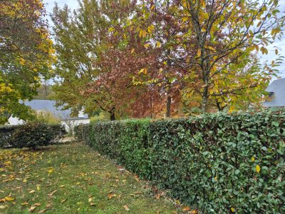 Sur cette intervention, nous avons procédé à une taille complète de la haie visible sur toute la longueur du jardin.
Le travail a consisté à :
• Taille de formation et d’entretien sur l’ensemble de la haie, avec une remise aux lignes propres et régulières (dessus + côtés).
• Réduction légère pour homogénéiser l’épaisseur et redonner une belle densité à la végétation.
• Nettoyage des zones basses, avec enlèvement des branches mortes, feuilles séchées et repousses irrégulières.
• Finition propre pour assurer un rendu net et uniforme sur toute la longueur.
• Ramassage et évacuation des déchets verts, afin de laisser le terrain parfaitement propre après notre passage. Taille complète des haies dans un jardin à Saint-Cyr-sur-Loire, dessus et côtés repris pour un rendu net et uniforme.