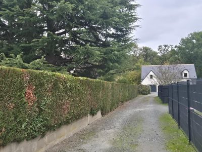 Sur cette portion de haie particulièrement longue et dense, l’objectif était de réaliser une taille d’entretien complète afin d’uniformiser l’ensemble et redonner une ligne propre au chemin.
La haie présentait quelques zones dégarnies et des repousses irrégulières : une taille précise au taille-haie thermique a permis d’homogénéiser le tout, tout en respectant la plante pour favoriser une bonne repousse.
Travaux effectués :
• Taille des faces latérales pour redresser les parois.
• Taille du dessus avec finition nette au déflecteur pour un rendu propre.
• Ratissage et nettoyage complet au sol.
• Évacuation de tous les déchets verts.
Le résultat offre un passage dégagé, propre et entièrement remis en valeur Taille complète d’une haie de thuya côté chemin avec finitions propres et évacuation des déchets à Tours